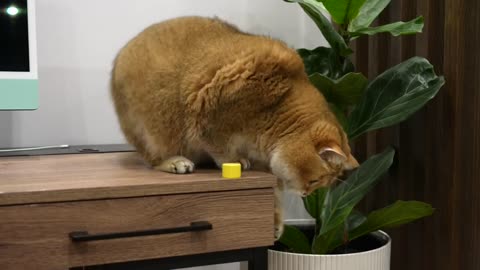 The cat throws objects off the table.