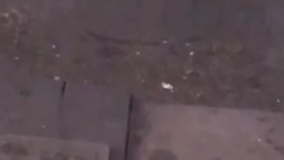 Small mouse takes a bath in small puddle inside subway train tracks