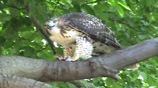 Hawk Eats Bird 2min