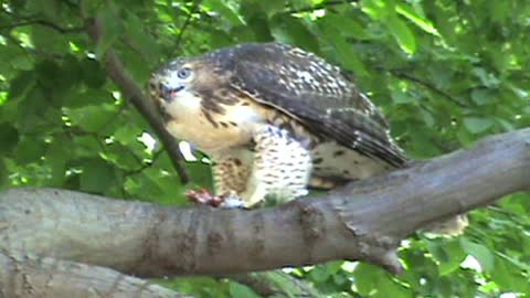 Hawk Eats Bird 2min