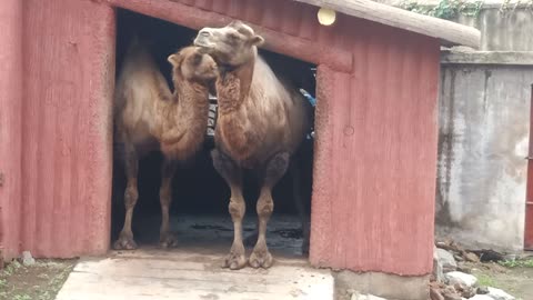Camels rebuild fat stores in their hump.