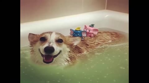 Funny Dogs Love Swimming Puppy Videos