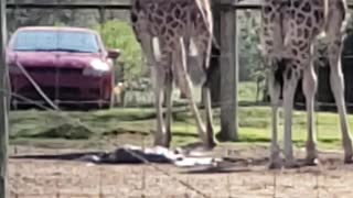Mama Giraffe Gives Birth to Baby Boy