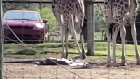 Mama Giraffe Gives Birth to Baby Boy