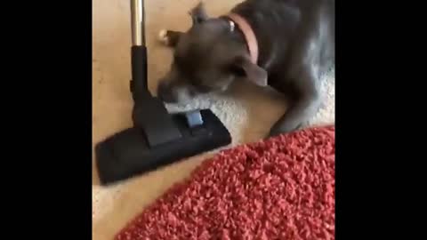 my dog loves the vacuuming and afraid at the same time.