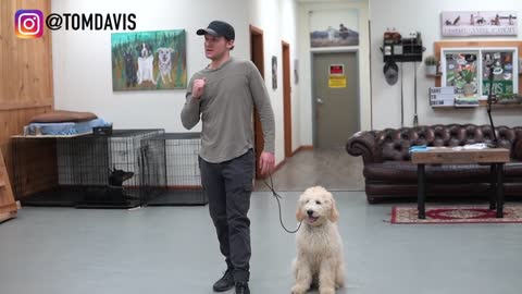 Teach any dog to walk nice on the leash. Training video with results.