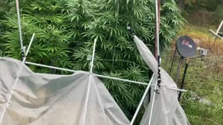 9/26/2021🏈dhp greenhouse marijuana MI