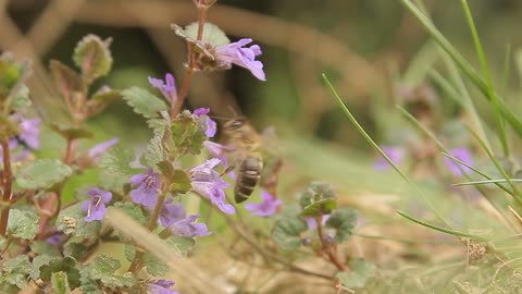 Collection of honey from bee flowers