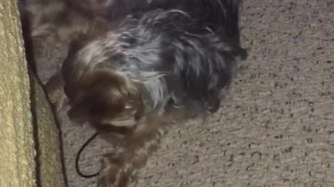 Brown dog playing with rubber band
