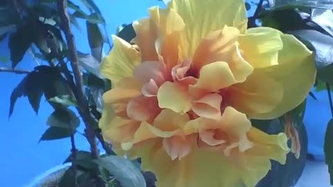 Beautiful yellow tropical hibiscus flower, it has layers of red [Nature & Animals]