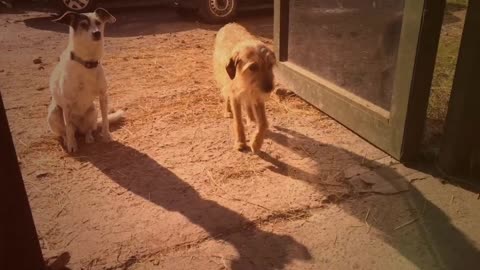 Two dogs on farm vintage