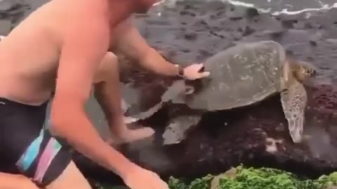 Rescue turtle trapped in rock
