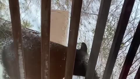 Christmas Dinner Surprised by Unexpected Guest