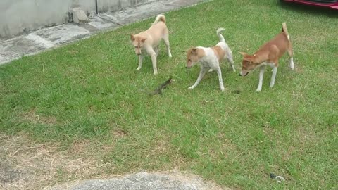 Anjing vs Biawak