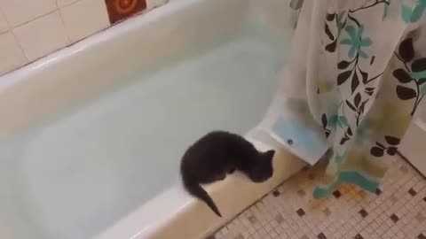 Cute Little Kitten jumps in bath tub