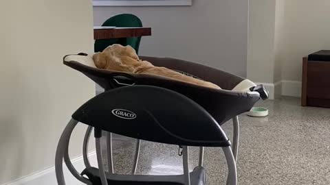 Puppy turns baby swing into his new spot for nap time