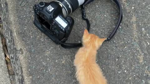 Cute Kitten Adorably Plays With This Person's Camera