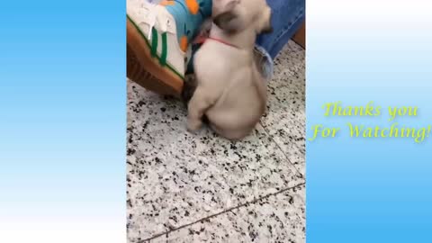The Best Funny Animals Compilation 2021