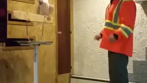 angry parrot