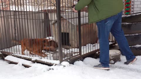 Man open the cage with a dog. Happy dog run out from the cage