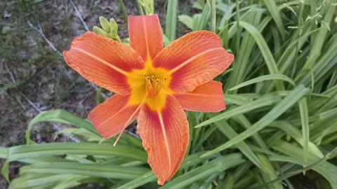 Tiger Lily