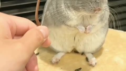 cute mouse