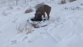 Impressively strong Olde English Bulldogge runs with full tire in mouth