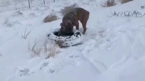Impressively strong Olde English Bulldogge runs with full tire in mouth