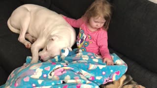 Child and Dogs Have a Cuddle Huddle