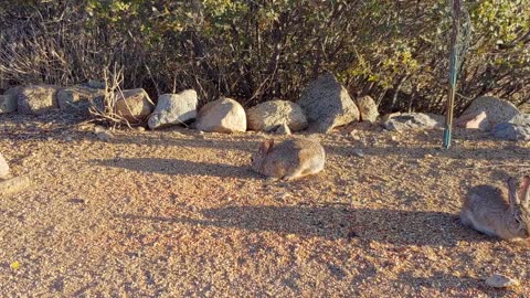 Quail, bunnies, and other birds feeding.