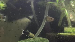 Juvenile Black and Yellow Leopard Guppies!