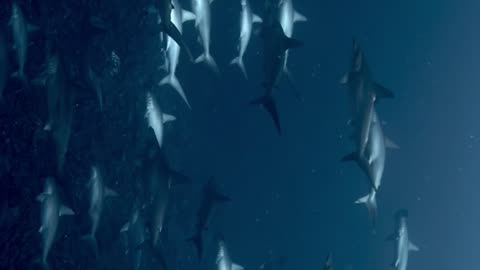 Hammerhead Shark Formation