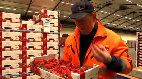 Learn Hydroponic Strawberries Farming