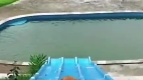 Dog funny enjoying swimming video