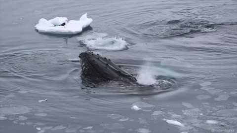 Cetaceans the Giants of the Open Ocean