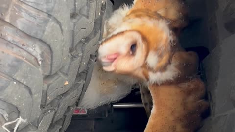 Man Finds a Barn Owl Perched on His Tire