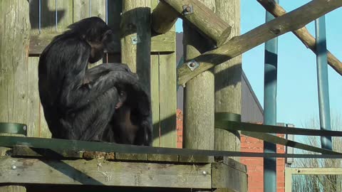 Chimpanzee mother gives helping hand to baby