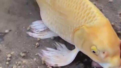Wow super beautiful goldfish in tank, Beautiful Freshwater Fish, #Shorts
