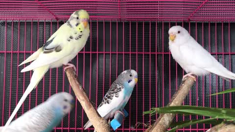 Adorable 4 Birds in a Cage