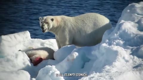 Polar Bear Feast: Brutal Bite Marks Reveal Grisly Remains Devoured by Ravenous Polar Bear