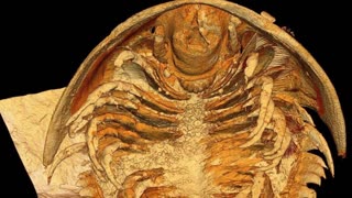 Unprecedented Fossil Find: Pompeii-Like Burial Preserves Trilobites in Stunning 3D Detail