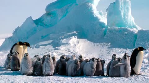 Top facts about penguins |