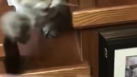 Cat angry reaction