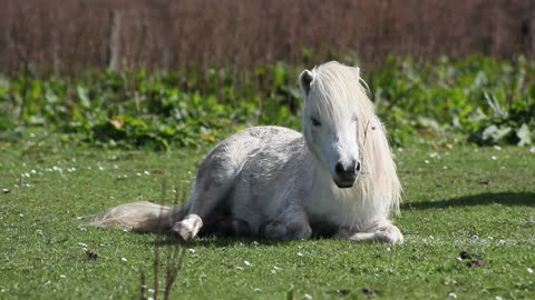 White horse seating in green Grass