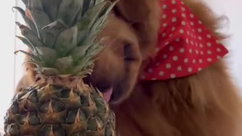 CRAZIEST pineapple hacks…🍍 #shorts #lifehack #tonnythechefdog