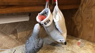 Eager parrot wants toy from his Christmas stocking