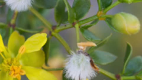 Here is What's Good About Creosote Bush Herb Benefits