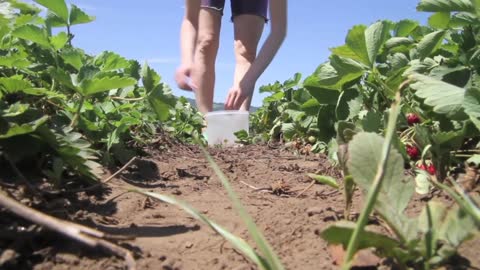 Strawberries Picking In Field \ how to harvest strawberry \ strawberry planting