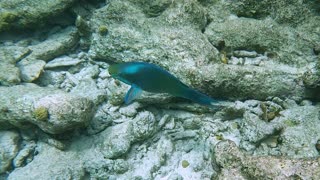 Queen Parrotfish