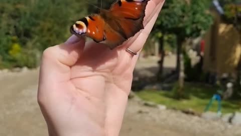 Beautiful butterfly